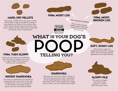 puppy poop soft all tests negative|Dog Poop: From Solid to Soft .